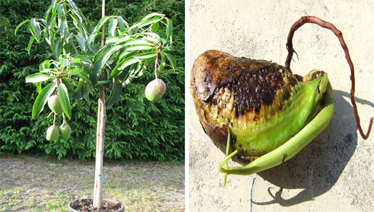 Faire Germer Un Noyau De Mangue Tous Les Gouts