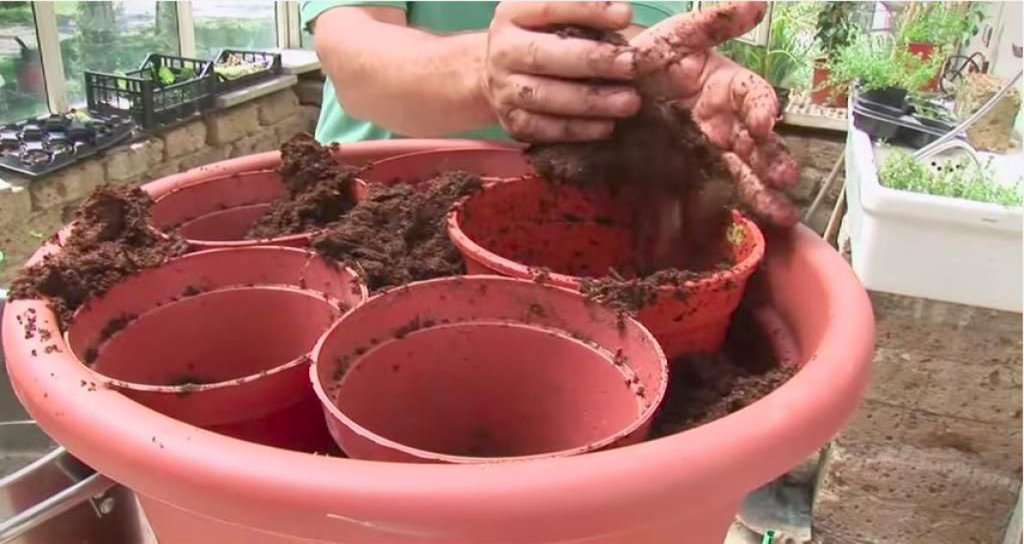 Il dépose 5 petits pots dans un très gros pots à fleurs! Un pro du jardinage nous révèle une astuce qui fait toute la différence!