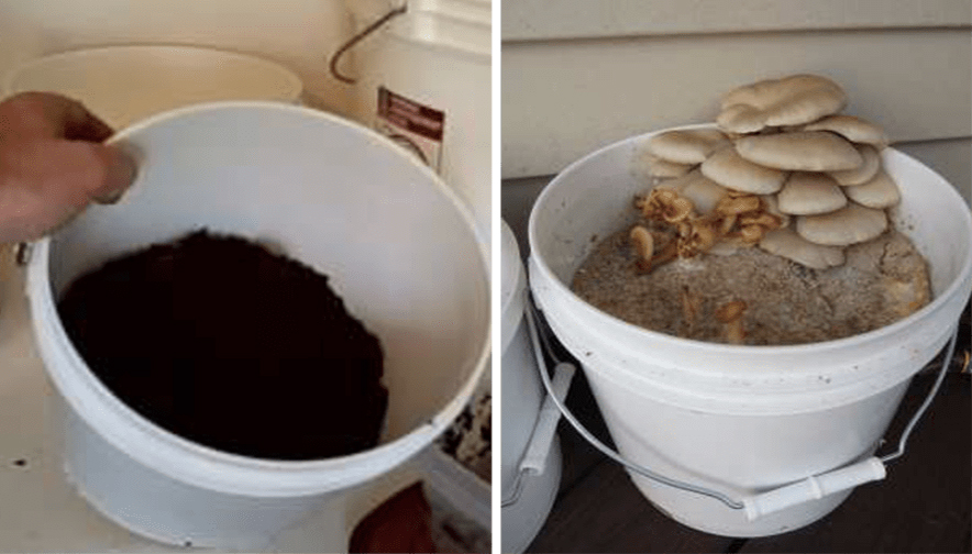 Voici Comment faire pousser des champignons à la maison dans un seau ! ( MODE D’EMPLOI )