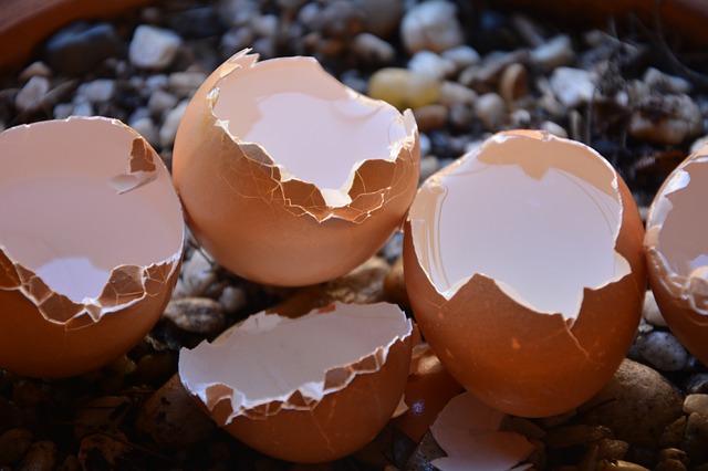 Les coquilles d’œufs comme moyen de lutte biologique contre les ravageurs