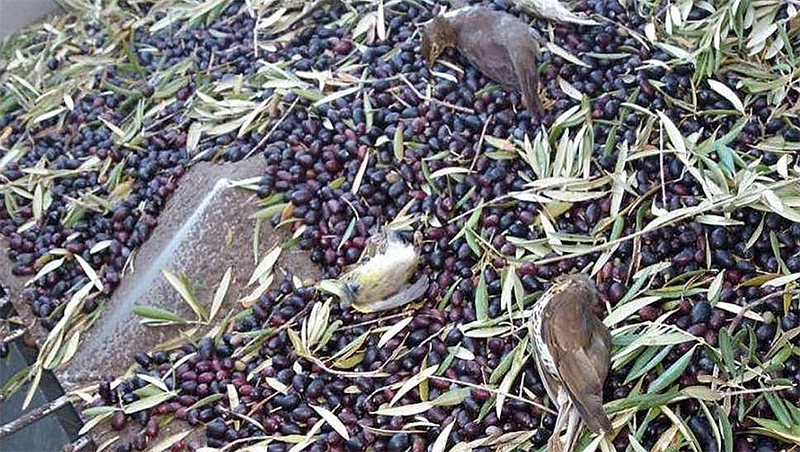 Des millions d’oiseaux tués… pour produire de l’huile d’olive !