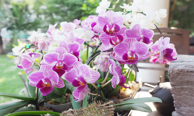 Les secrets de remise en forme d’une orchidée fanée