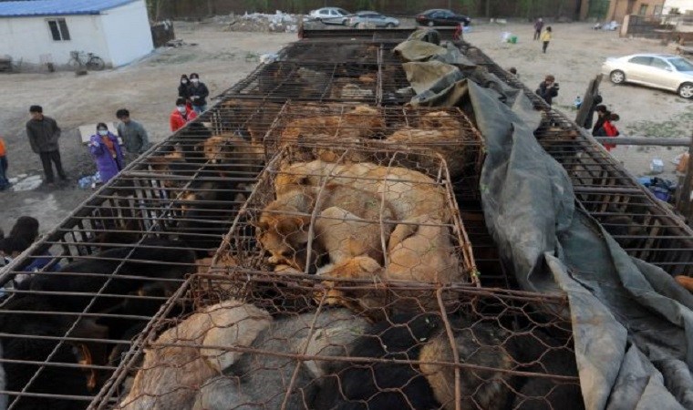Cette organisation sauve des chiens destinés à être consommés en Chine