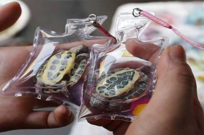 Des animaux vivants sont enfermés dans des porte-clés en Chine et vendus comme bijoux