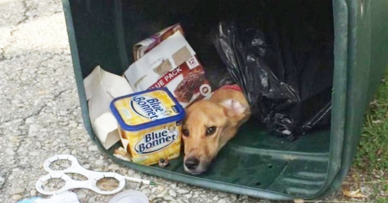 Elle se débarrasse de son chien en le jetant à la poubelle : on le retrouve 6 jours après la peau sur les os