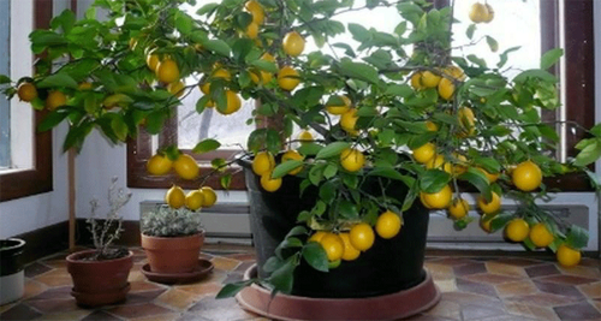 Fair pousser un citronnier avec une graine chez soi