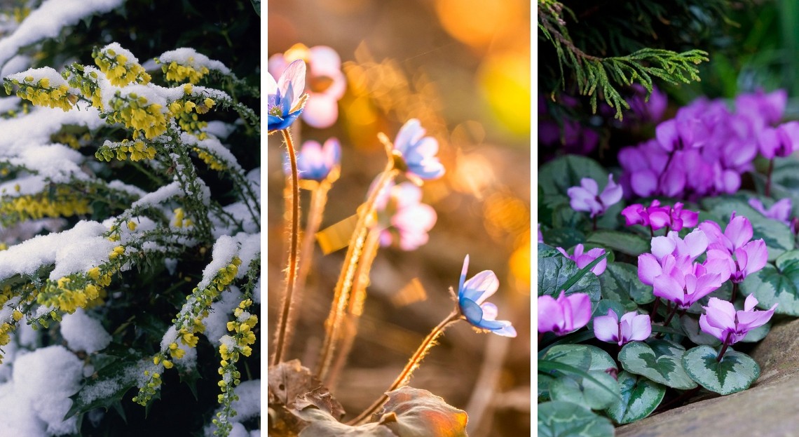 Les 10 plus belles fleurs d’hiver à avoir dans son jardin