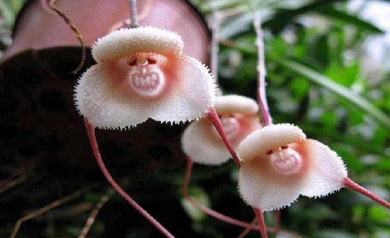 Les orchidées à tête de singe sont rares et très expressives