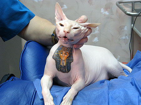 Mobilisons-nous pour interdire les tatouages sur les animaux de compagnie