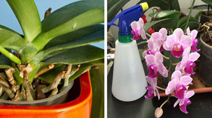 Orchidées : 3 astuces simples et efficaces pour les faire renaître
