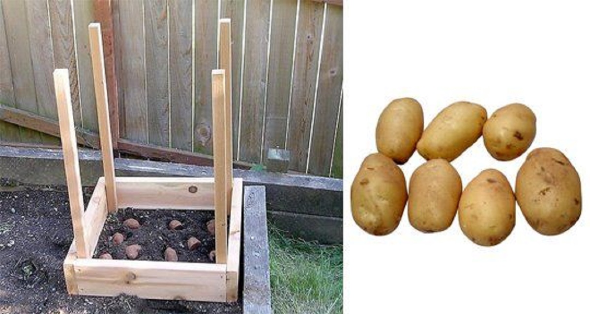 Voici comment récolter 45 kg de pommes de terre dans 1 m² !