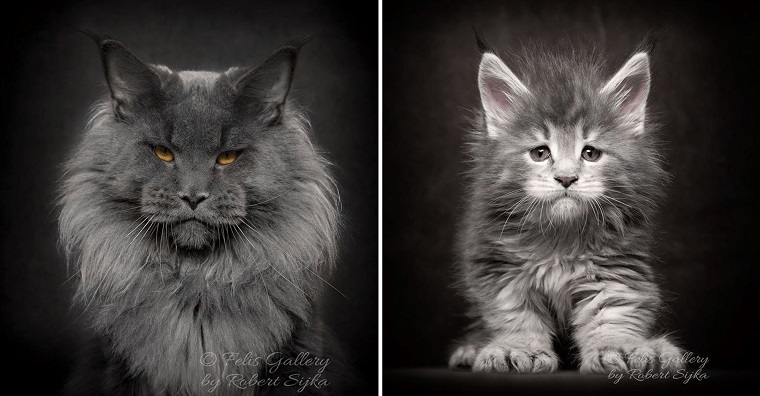 Ce photographe immortalise la majestuosité des chats de race Maine Coon !