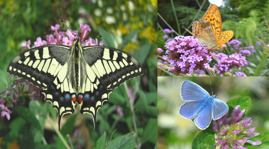 Comment attirer les papillons dans votre jardin?