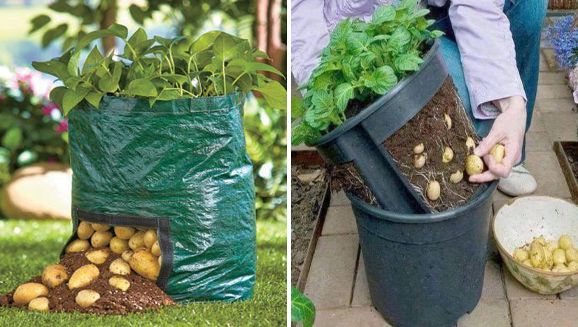 Cultiver des pommes de terre en appartement : comment faire ?