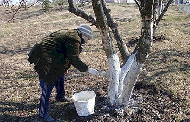 Les 8 choses que vous devriez faire à vous arbres fruitiers avant l’hiver
