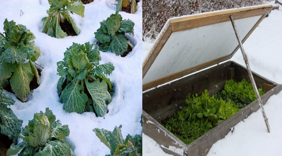 Potager d’hiver : Des légumes productifs même en hiver !