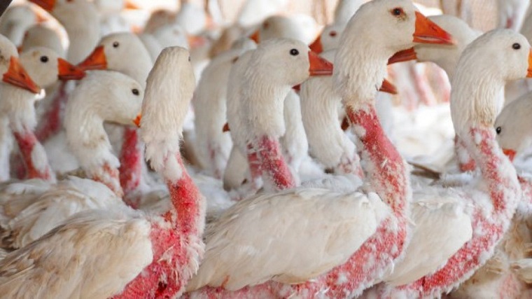 Scandale des doudounes Moncler : Plumage d’oies vivantes