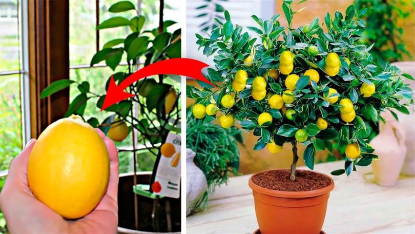 6 arbres que vous pouvez faire pousser à partir des graines de leurs fruits