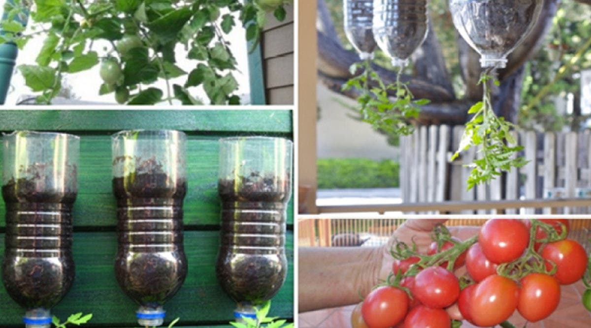 Apprenez à planter des tomates avec des bouteilles facilement à la maison (étapes par étapes)