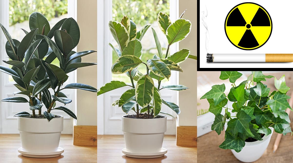 Ces 5 plantes dans votre maison protègent des radiations, des produits chimiques et de la fumée de cigarette !