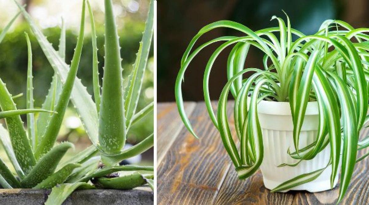 Les meilleures plantes pour purifier et décorer votre maison