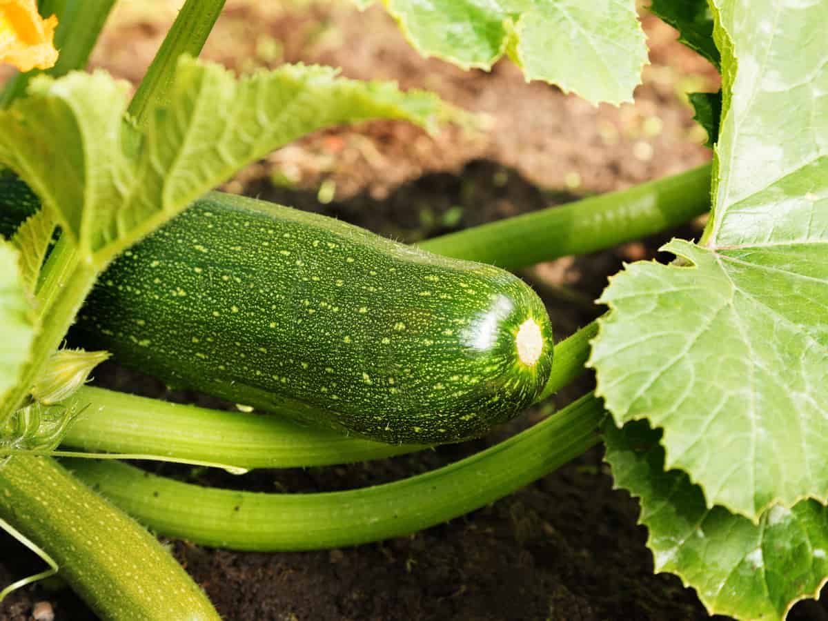 13 légumes que vous pouvez cultiver en pot