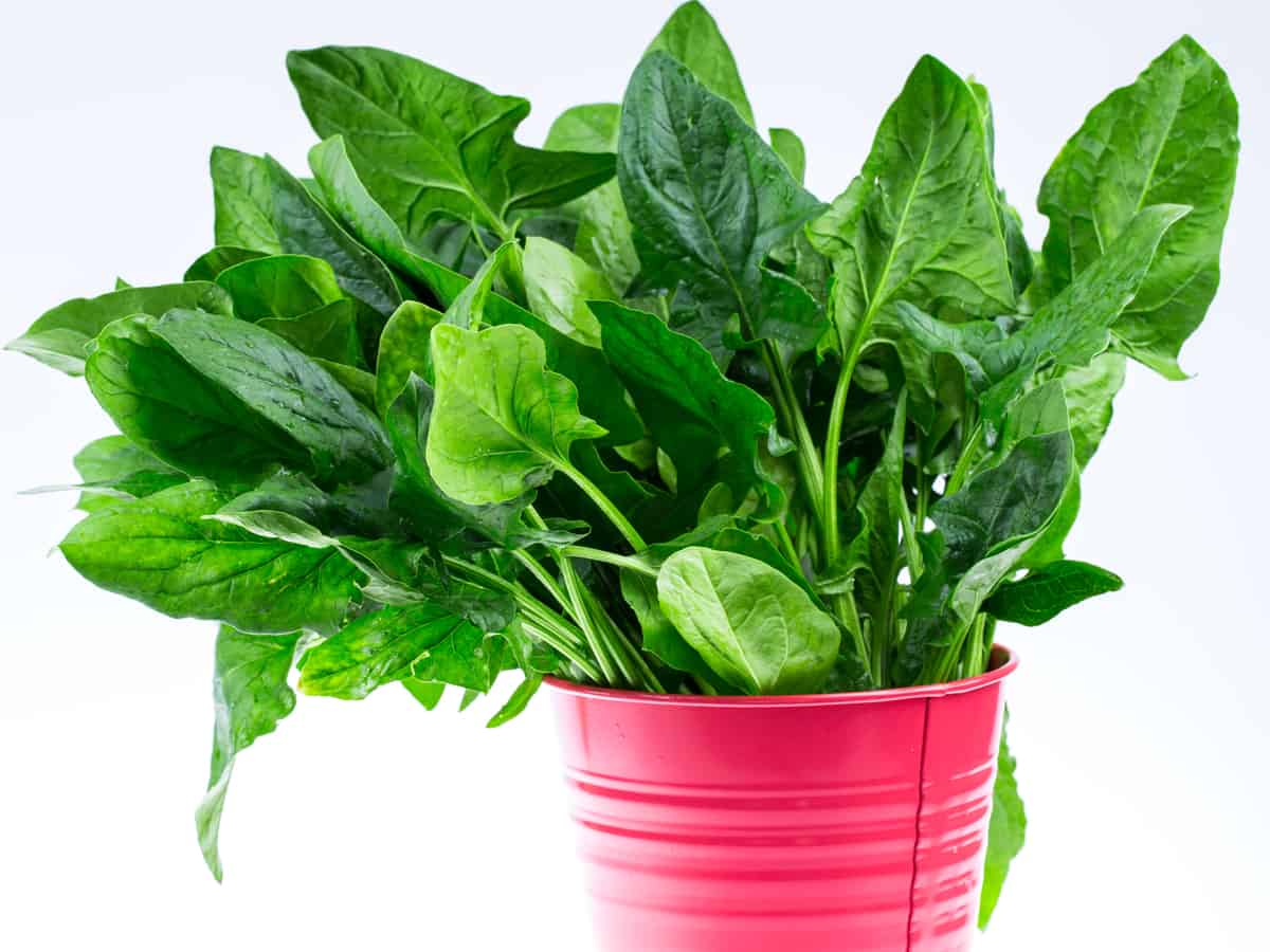 13 légumes que vous pouvez cultiver en pot