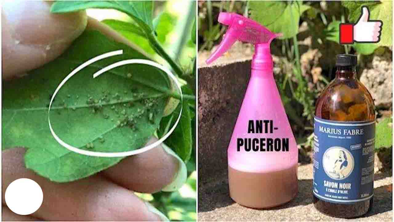 Le Spray Anti-Pucerons PUISSANT Qui Protège Vos Plantes