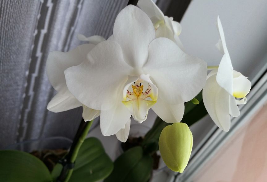 Nos 6 meilleurs conseils pour prendre soin de vos orchidées