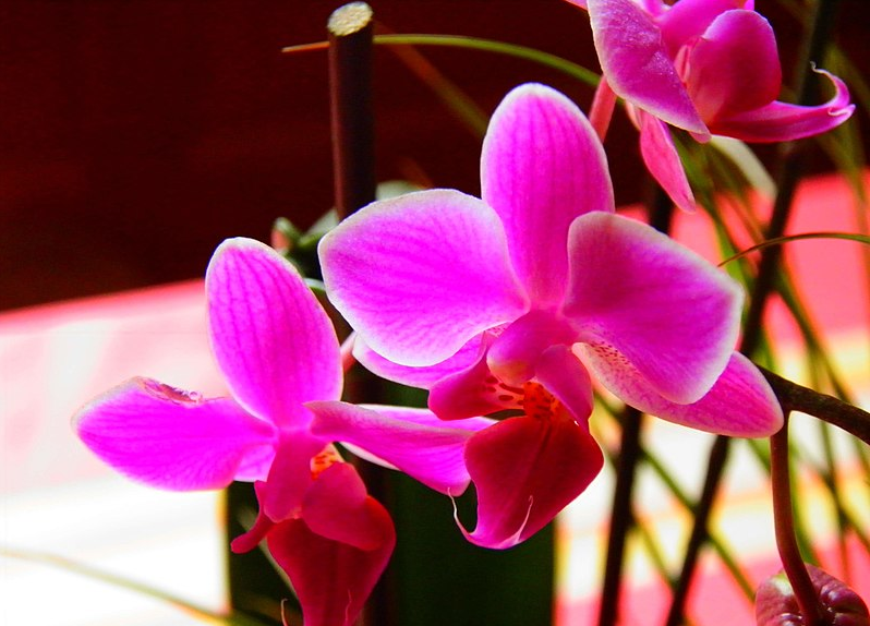 Nos 6 meilleurs conseils pour prendre soin de vos orchidées