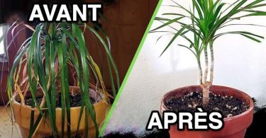 4 Secrets de Jardinier Pour Sauver une Plante MORTE (et la Faire Repartir)