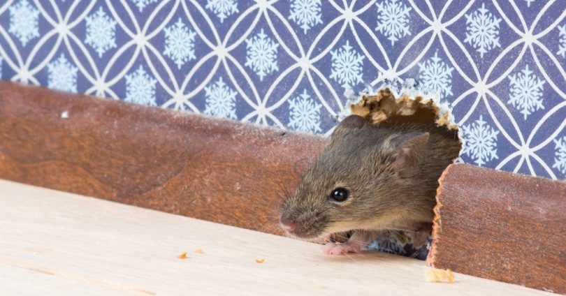 Comment se débarrasser des rats de la maison de façon définitive ?