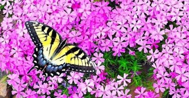 Papillons : 10 Belles Fleurs Pour Les Attirer Dans Son Jardin