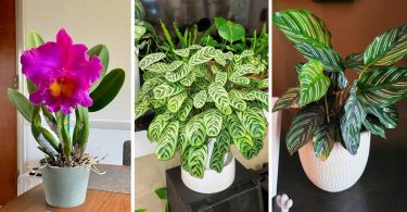 10 Plantes qui peuvent absorber l’humidité de la maison