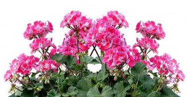 Géranium : 3 engrais naturels pour une floraison généreuse