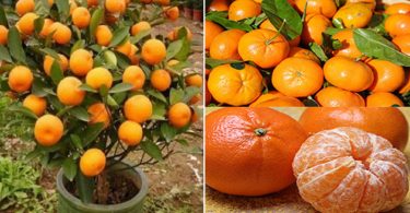 N’achetez plus jamais de mandarines : apprenez à les planter pour en avoir en illimité à la maison