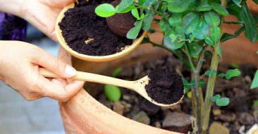 Le marc de café est un engrais naturel : voici comment l’utiliser pour faire pousser vos plantes plus rapidement