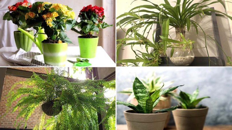 9 Plantes d'Intérieur Qui Nettoient l'Air de Votre Maison SANS Rien Faire