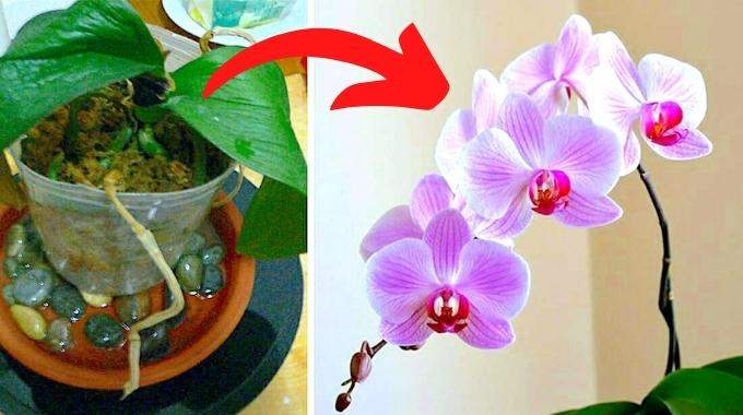 Mes 7 Secrets Pour Faire Refleurir une Orchidée à Tous les Coups