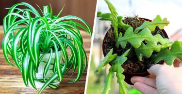 4 plantes d’intérieur « immortelles », parfaites pour ceux qui n’ont pas la main verte