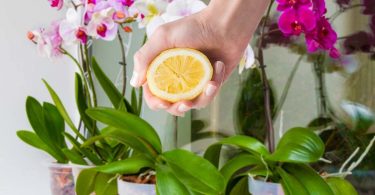 Comment utiliser le citron pour faire pousser les racines des orchidées et les protéger