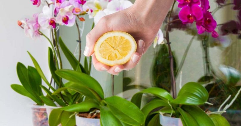Comment utiliser le citron pour faire pousser les racines des orchidées et les protéger