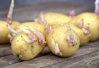 Pommes de terre germées : Pouvez-vous les manger ?
