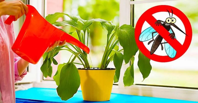 Éloignez les moustiques de chez vous pendant tout l’été en ayant cette plante chez vous