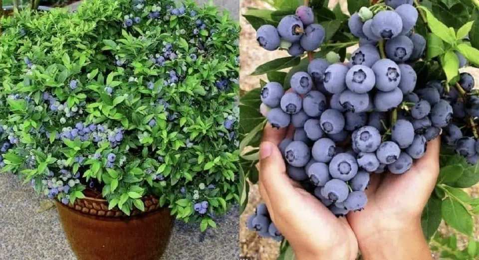 Comment planter des myrtilles à la maison pour avoir un approvisionnement inépuisable toute l’année