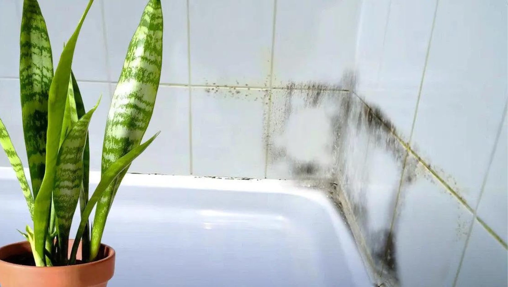 12 plantes qui absorbent l’humidité dans la salle de bain