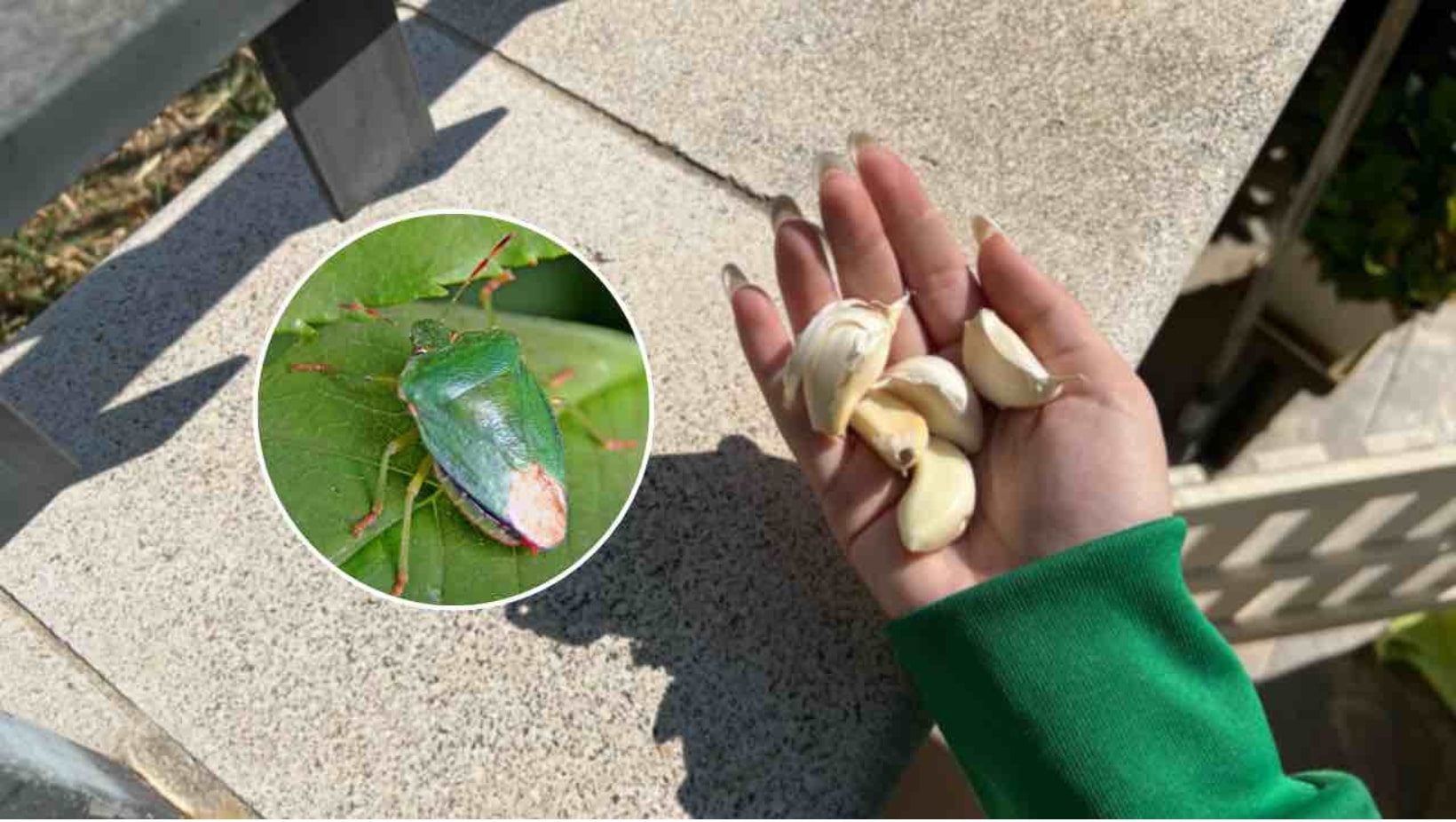 Adieu les punaises vertes sur les plantes : avec cette astuce vous ne les verrez plus sur le balcon