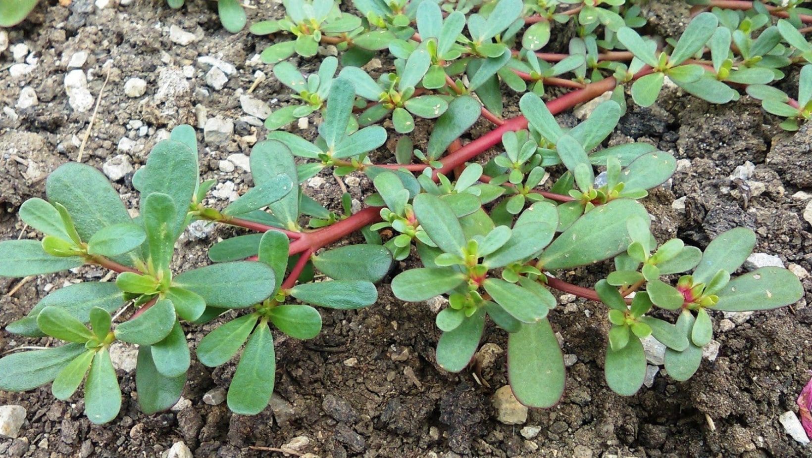 Les Vertus Méconnues du Pourpier dans Votre Jardin : 8 Raisons de Lui Donner Vie !