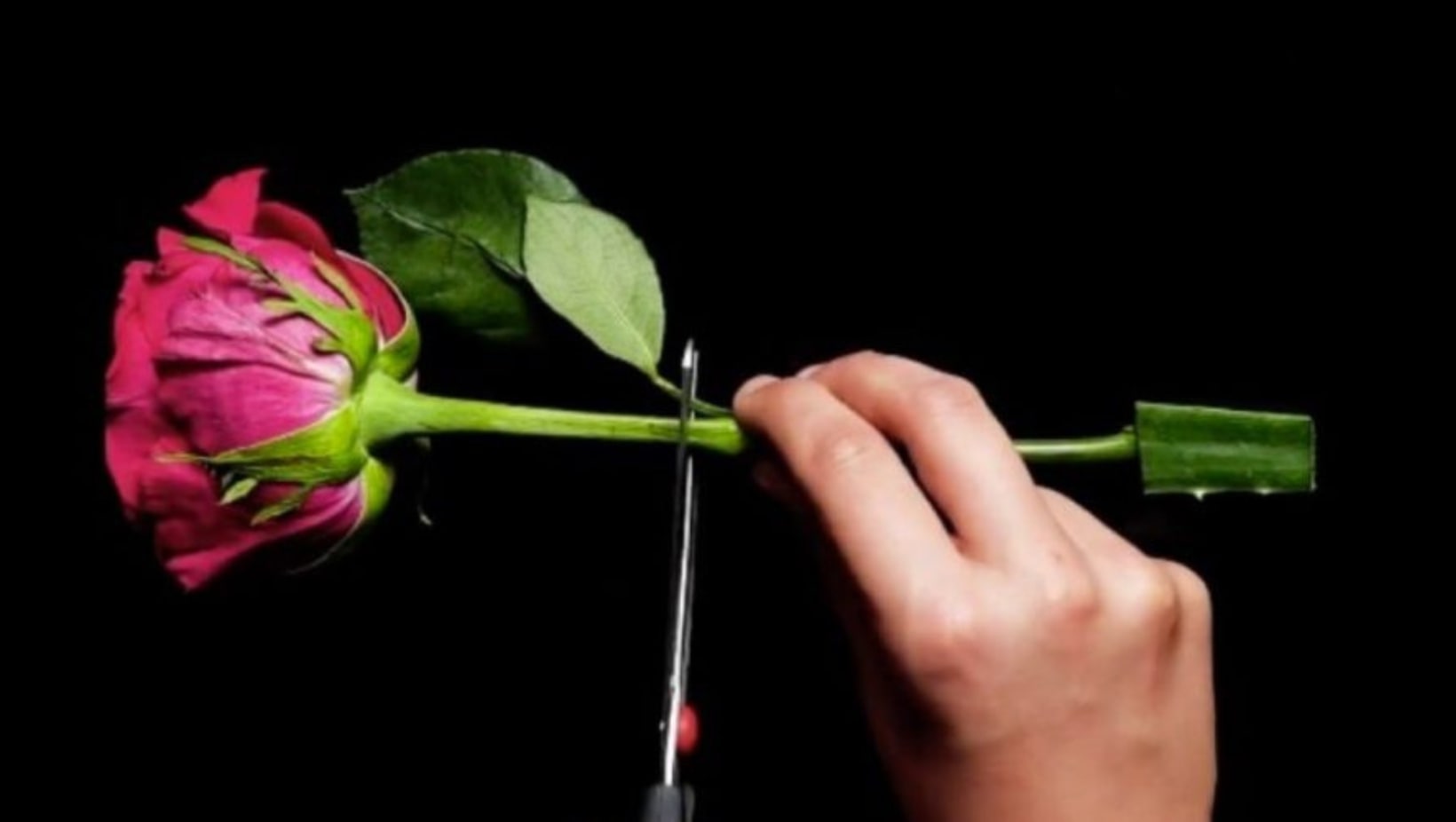 Insérer une tige de rose dans une feuille d’aloe vera : c’est la méthode secrète de la  pépinière