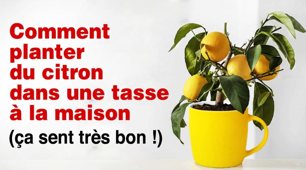 Oui, il est possible de faire pousser du citron dans une tasse à la maison